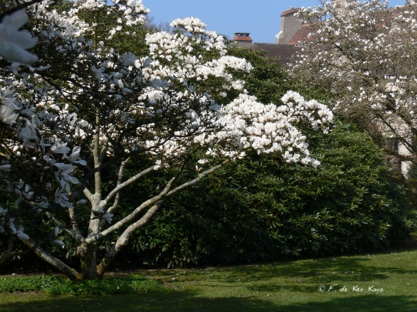 Bois des Moutiers (81) mars 2012